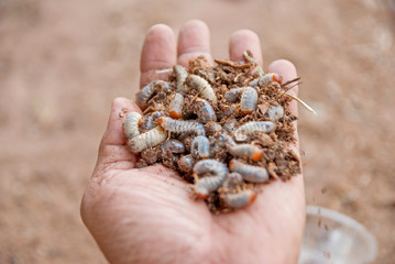 Caterpillar, Caterpillar from Thailand country
