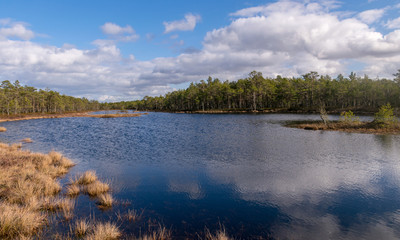 View of a peat bog lake on a sunny day