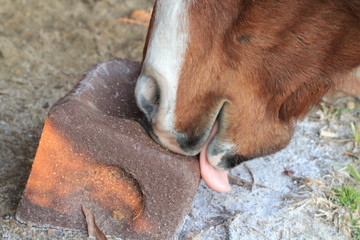 Selective Focus Closeup of a horse's mouth and tongue licking a salt mineral block