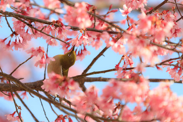 spring sakura mejiro