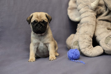 pug puppies in a basket