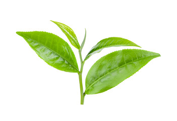 green tea leaf isolated on white