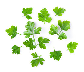 fresh parsley herb isolated on white background