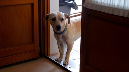 Un chien mignon rentre dans une maison 