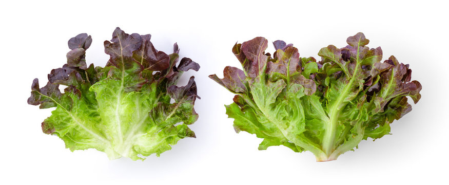 Red Oak Lettuce On White Background