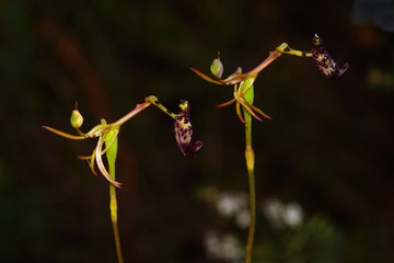 Two flowers of the rare Warty Hammer Orchid, Drakaea livida, an endemic orchid species growing in...