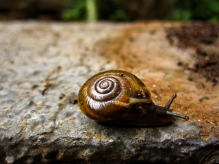 A Slow shelly snail