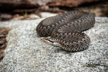 Poisonous common viper, vipera berus, lying on a stone in spring. Venomous snake basking on a rock in nature. Fearsome wild animal in natural environment.