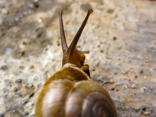 A Slow shelly snail