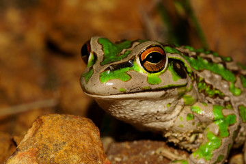 Colorful Motorbike Frog with a green and light brown pattern, Ranoidea Moorei, a tree frog endemic to Southwest Western Australia