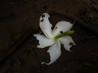 a five petal decaying flower