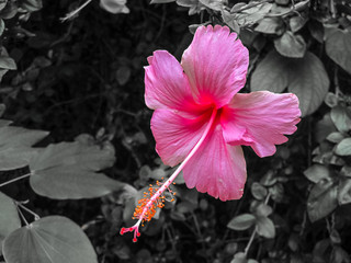 Hibiscus a five petal flower