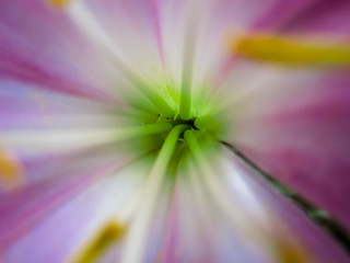 Hibiscus a five petal flower