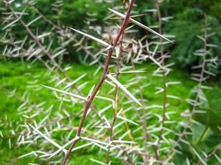 Spikes and protest thorns fencing