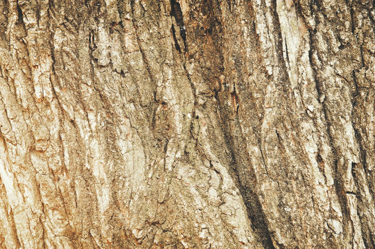 Peel wood heating I do not feel harsh, Detailed texture of a tree trunk, nature stock image.