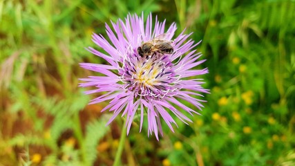 Biene auf einer lila Blüte