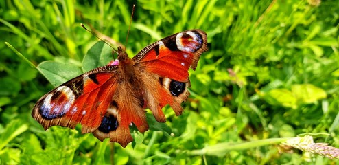 Farbenfroher Schmetterling auf einer grünen Wiese