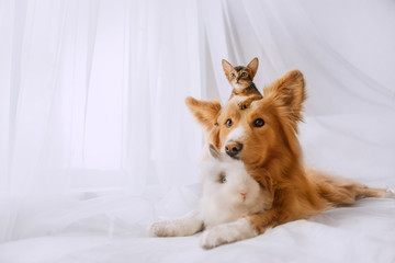mixed breed dog posing with a kitten and rabbit indoors
