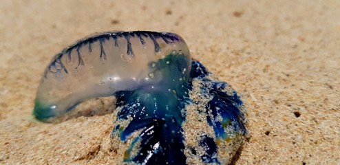 Eine blaue portugiesische Galeere im Sand