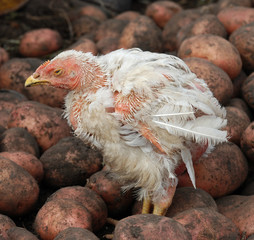 Little sick chick among potatoes.