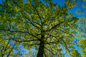 Großer Baum mit vielen Blättern wird von Sonne angestahlt