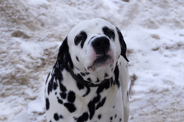Dalmatian park walking spring sun tracking animals indoor, obedient