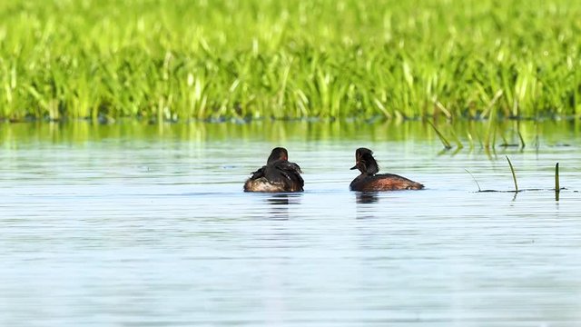 The black-necked grebe (Podiceps nigricollis). A family of black-necked grebes in a typical ecosystem of habitat.