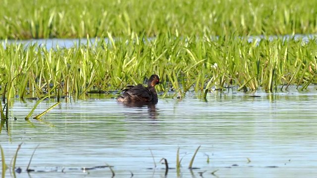 The black-necked grebe (Podiceps nigricollis). A family of black-necked grebes in a typical ecosystem of habitat.