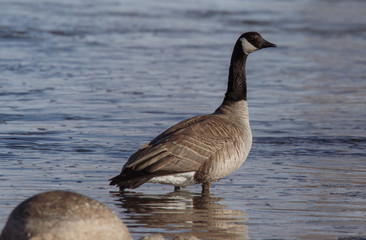 canada goose canadensis