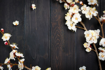 Sprigs of the apricot tree with flowers on wooden background. Place for text. The concept of spring...