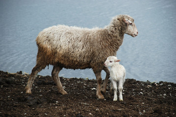 Mother Sheep with her little lamb.