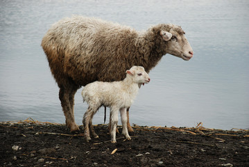 Obraz premium Mother Sheep with her little lamb.