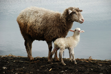 Mother Sheep with her little lamb.