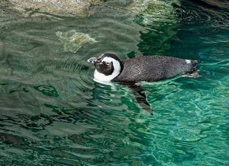 Penguin.