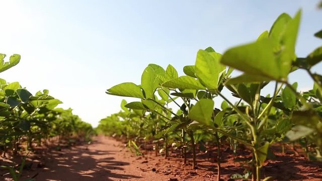 Agriculture - Close soy, field of green soy plants, small soy in rows - Agribusiness.
