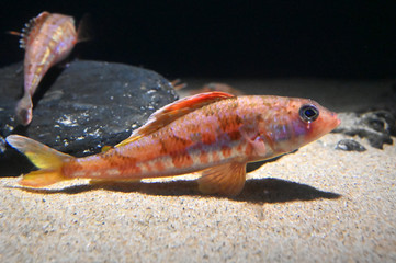 水底で休むとても美しい魚　カナガシラ