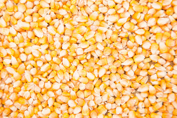 Full corn