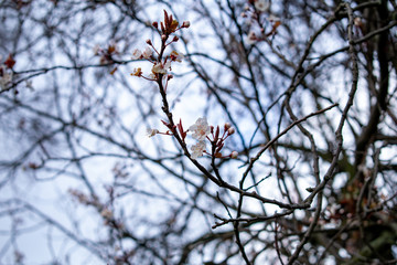 old cemetery of Edinburgh