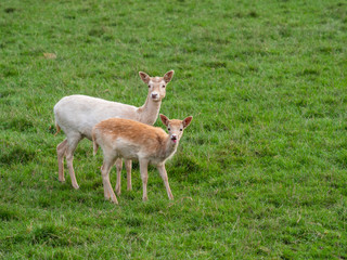 Young Fallow Deer and Mother ( dama dama )