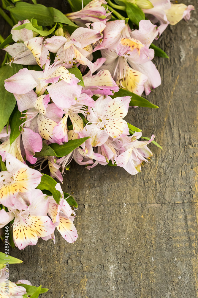 Wall mural Bunch of Alstroemeria flowers in full bloom on a rough background.