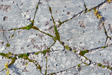Obraz premium Cracked surface of the gray concrete road or sidewalk. Moss and grass sprouting in crevices. Destruction, an abandoned place.