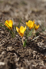 Yellow crocus flowers grow in soil. Sunny spring garden