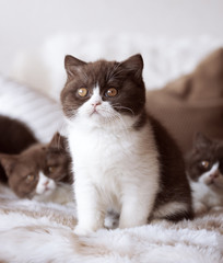 Niedliches Britisch Kurzhaar Kitten in chocolate-white