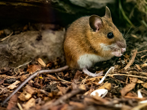 Yellow necked mouse (Apodemus flavicollis)