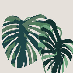 モンステラ　葉　monstera　素材 © POMO@Ymo