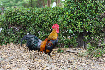 The fighting cock in garden nature farm at thailand