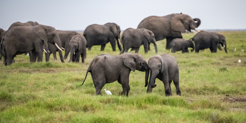 Two young elephants playing together in Africa, cute animals in the Amboseli park in Kenya