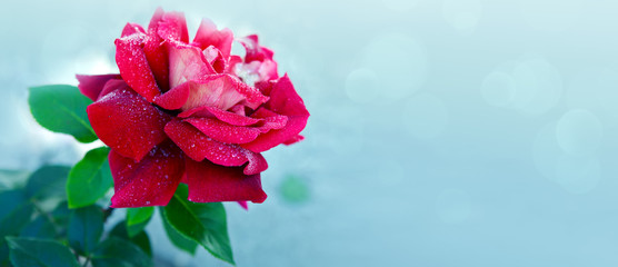 Single red rose isolated on gray background.
