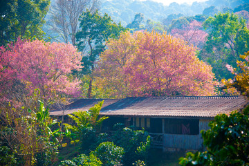 Obraz premium Beautiful Wild Himalayan Cherry cherry blossoms, pink flowers and blooming in the winter, flower festival at Khun Chang Khian Highland Research Station, ChiangMai