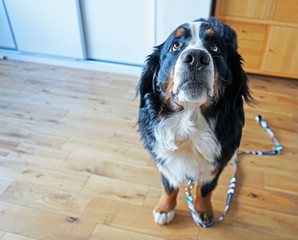 Bernese Mountain Dog, looking not happy, wearing a leash. Wants to go for a walk. 